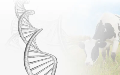EMBRYOGEN – Stworzenie pierwszego w Polsce, innowacyjnego centrum produkcji genotypowanych zarodków