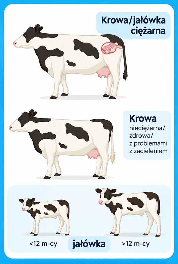 Infografika: od jakich samic można pobrać komórki jajowe